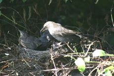 Amsel-9-Tag-Fütterung-4.jpg